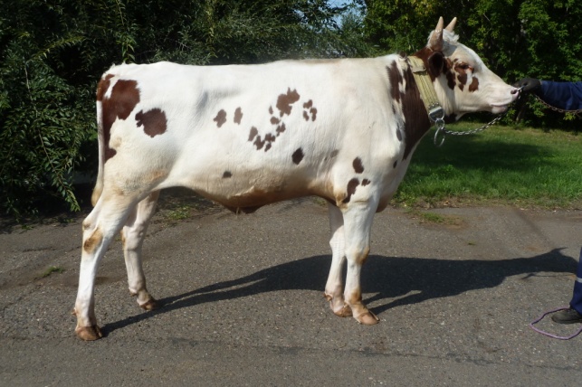 КАЛИПСО 241805 ЕТ КСГФ-279